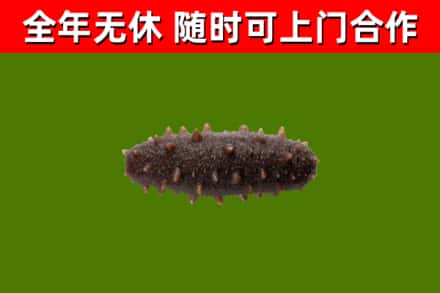 冠市烟酒回收干海参.jpg